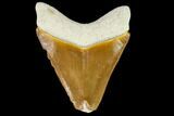 Serrated, Fossil Megalodon Tooth - Florida #108420-1